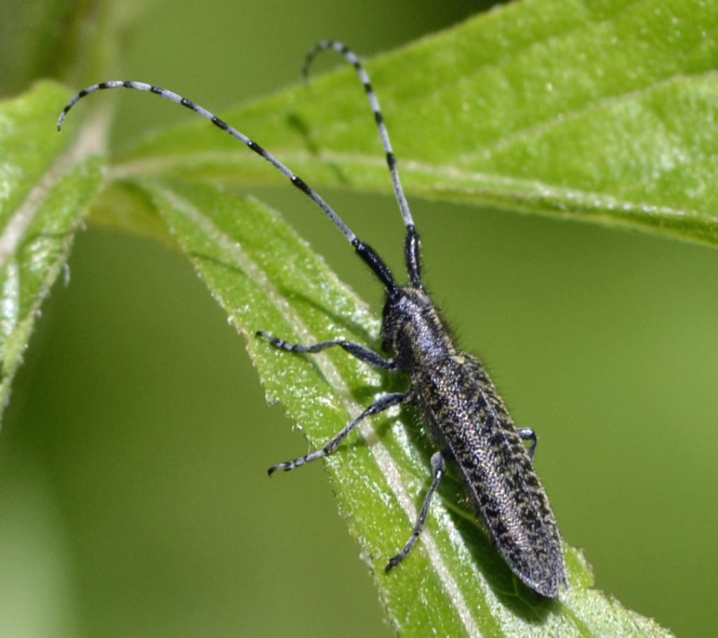 Quale Agapanthia? - Agapanthia villosoviridescens
